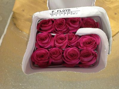 Лот: 7826724. Фото: 1. Роза сорта Pink Fioyd 50см 25... Свежие цветы