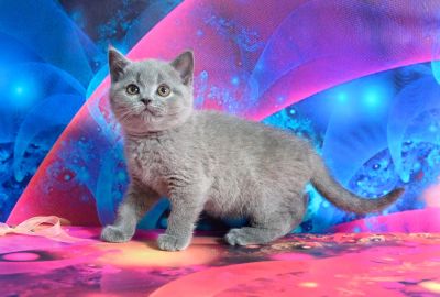 Лот: 7022798. Фото: 1. Британская девчушка. Кошки, котята