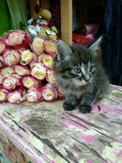 Лот: 10211478. Фото: 1. Отдам котика в добрые руки бесплатно. Кошки, котята