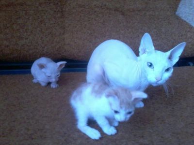 Лот: 5981704. Фото: 1. Продам котят сфинксов. Кошки, котята