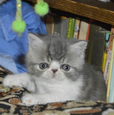 Лот: 6779887. Фото: 1. Офигительный мальчик. Кошки, котята