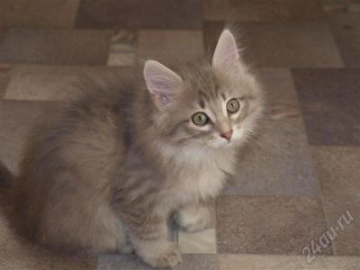Лот: 567407. Фото: 1. Отдам котика в Хорошие руки. Остальные животные