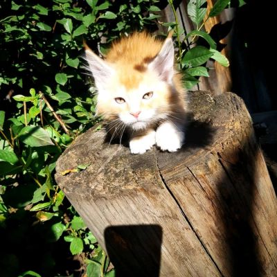 Лот: 14713559. Фото: 1. Котёнок мейн-кун Питомник. Кошки, котята