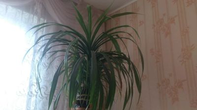Лот: 11904867. Фото: 1. цветок панданус. Кашпо, горшки, вазоны для цветов