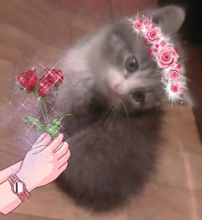 Лот: 8381653. Фото: 1. котики. Кошки, котята