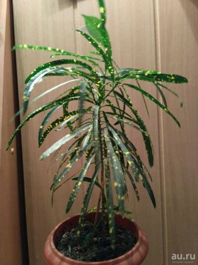 Лот: 10554037. Фото: 1. Кротон. Горшечные растения и комнатные цветы