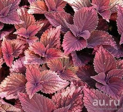 Лот: 17128771. Фото: 1. Колеус Haines. Горшечные растения и комнатные цветы