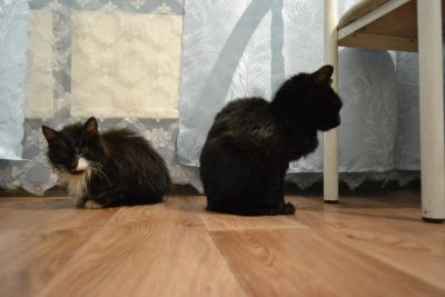 Лот: 8761980. Фото: 1. Отдам в добрые руки котят. Кошки, котята