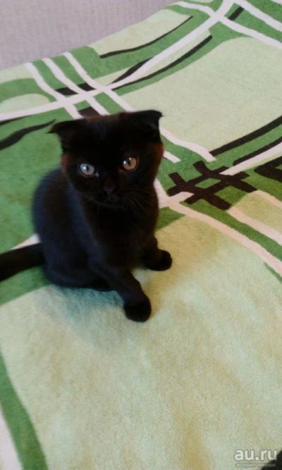 Лот: 9915816. Фото: 1. Шотландский котенок!Отдам!Последний. Кошки, котята