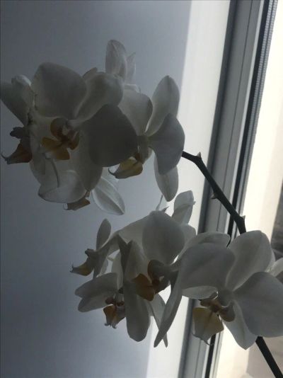 Лот: 9455205. Фото: 1. Орхидея белая три стрелы. Горшечные растения и комнатные цветы