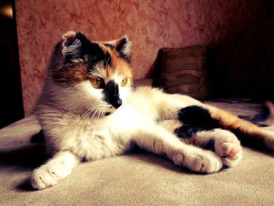 Лот: 2851848. Фото: 1. Кошечка Бусенка. Кошки, котята