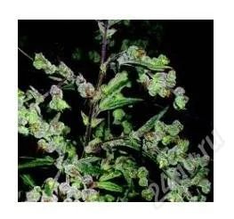 Лот: 2156865. Фото: 1. Dr. Grinspoon 2шт. Сувенирные мелочи