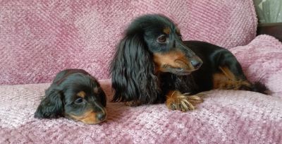 Лот: 25896395. Фото: 1. Таксята. Собаки, щенки