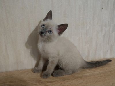 Лот: 20562466. Фото: 1. Тайский котенок. Кошки, котята