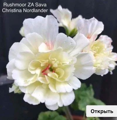 Лот: 16491425. Фото: 1. Пеларгония Rushmoor Sava. Горшечные растения и комнатные цветы