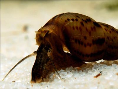 Лот: 6344335. Фото: 1. Мелании улитки (Melanoides tuberculata... Моллюски, ракообразные, кораллы