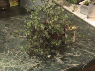 Лот: 99461. Фото: 1. каллизия. Горшечные растения и комнатные цветы