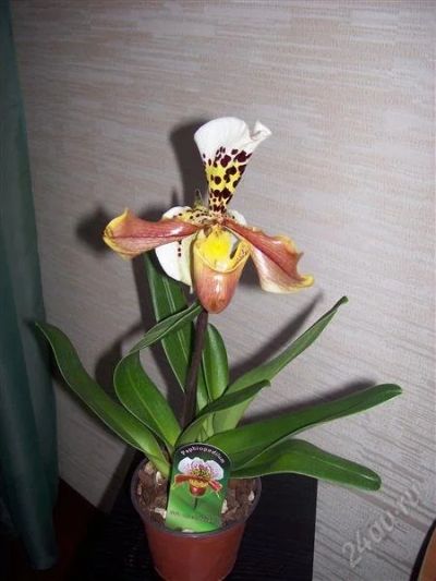 Лот: 763478. Фото: 1. Орхидея пафипедилиум. Горшечные растения и комнатные цветы