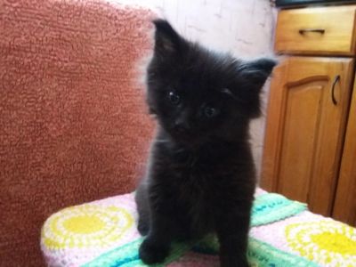Лот: 12790079. Фото: 1. Продам *отбракованного* котенка... Кошки, котята