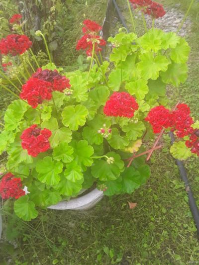Лот: 16417378. Фото: 1. Герань "Красные розочки". Горшечные растения и комнатные цветы