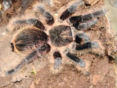Лот: 7899629. Фото: 1. Паук птицеед дома! Brachypelma... Остальные животные