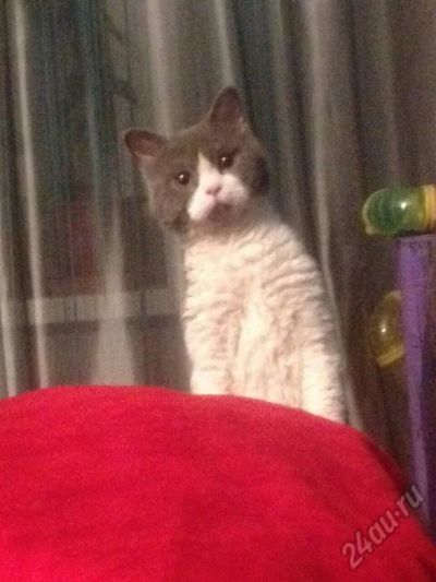 Лот: 5752742. Фото: 1. Кота в добрые руки!. Кошки, котята