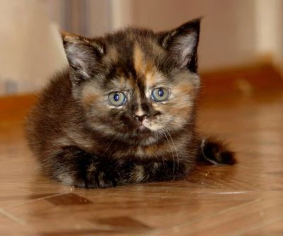 Лот: 11780522. Фото: 1. Трёхцветный котёнок к богатству... Кошки, котята