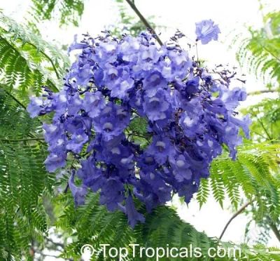 Лот: 2684817. Фото: 1. Жакаранда cuspidifolia. Остался... Горшечные растения и комнатные цветы