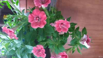 Лот: 13433531. Фото: 1. Калиброхия. Садовые цветы