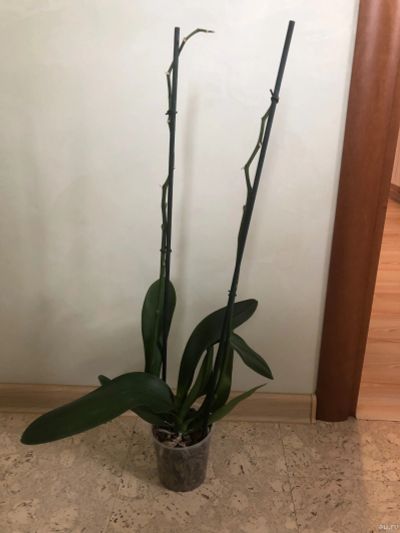 Лот: 14470753. Фото: 1. Орхидея Фаленопсис белая(отцвела... Горшечные растения и комнатные цветы