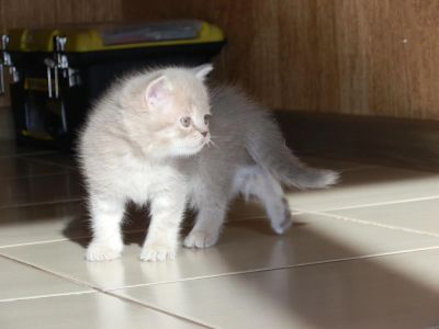 Лот: 4177137. Фото: 1. Чудная Британочка!. Кошки, котята