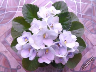 Лот: 5476429. Фото: 1. Фиалка Blue Victoria [Блу Виктория... Горшечные растения и комнатные цветы