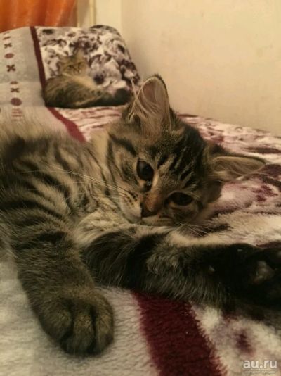 Лот: 10443064. Фото: 1. Котята. Кошки, котята