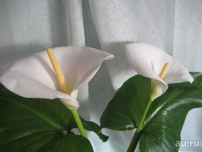 Лот: 16013779. Фото: 1. Калла белая эфиопская цветок. Горшечные растения и комнатные цветы