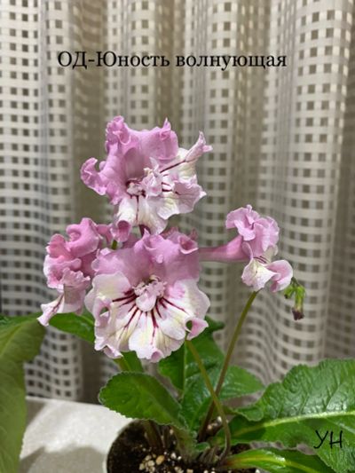 Лот: 21577829. Фото: 1. Стрептокарпус ОД-Юность волнующая... Горшечные растения и комнатные цветы