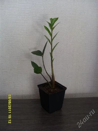 Лот: 941547. Фото: 1. Замиокулькас-. Горшечные растения и комнатные цветы