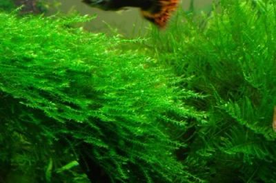 Лот: 3045324. Фото: 1. Мох Дрепанокладус Flat moss (Drepanocladus... Водные растения