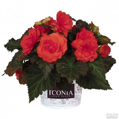 Лот: 16631145. Фото: 1. Бегония Iconia Portofino coral. Горшечные растения и комнатные цветы