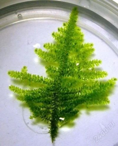 Лот: 2238497. Фото: 1. Moss Triangle - Cratoneuron filicinum... Водные растения