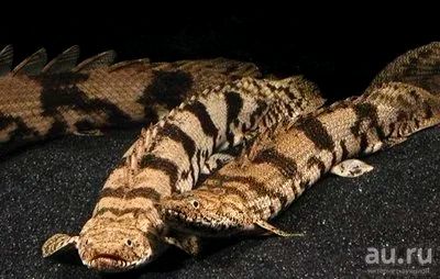 Лот: 13483563. Фото: 1. Полиптерус Эндлихера (Polypterus... Рыбки