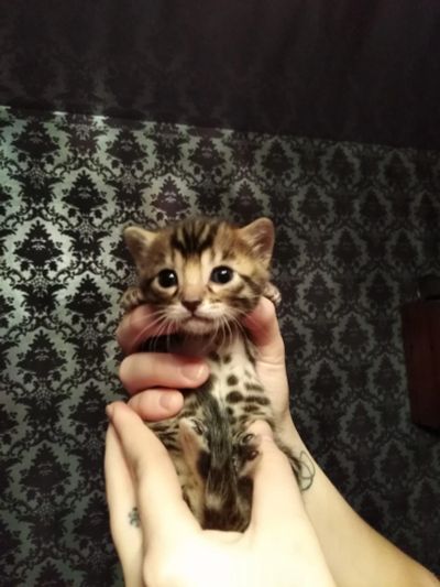 Лот: 12625415. Фото: 1. Детки леопардовые. Кошки, котята