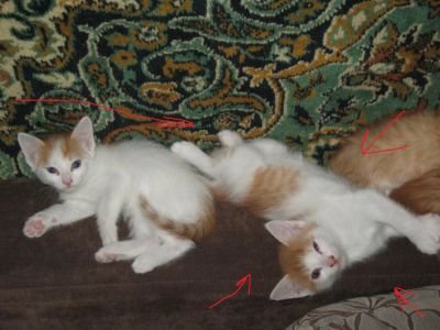 Лот: 4997371. Фото: 1. котенок. Кошки, котята