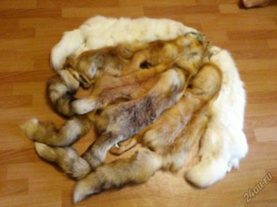 Лот: 5904981. Фото: 1. Шкурки ЛИСЫ и ПЕСЦА. Верхняя одежда