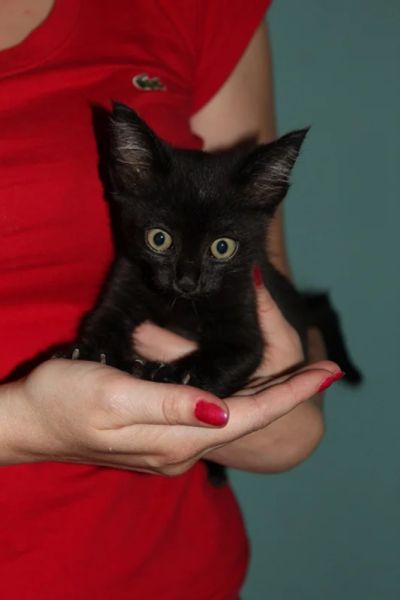 Лот: 4371850. Фото: 1. Котенок ищет хозяина или хозяйку... Кошки, котята