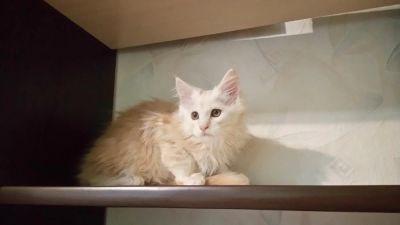 Лот: 7852730. Фото: 1. Котенок Мейн-Кун девочка. Кошки, котята