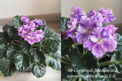 Лот: 12617925. Фото: 1. Фиалка "АЕ-Снежный Эдельвейс... Горшечные растения и комнатные цветы