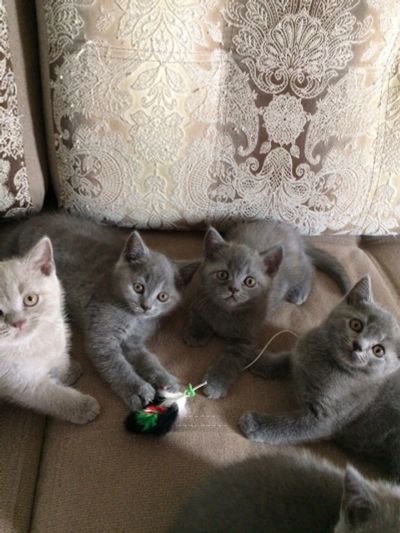 Лот: 11685038. Фото: 1. Британские котята. Кошки, котята