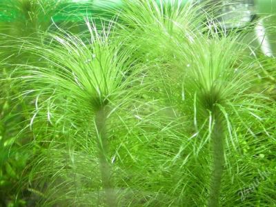 Лот: 925809. Фото: 1. Eriocahlon setaceum( после прополки... Водные растения