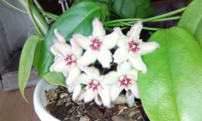 Лот: 7347846. Фото: 1. Хойя Hoya buotii - черенок. Горшечные растения и комнатные цветы