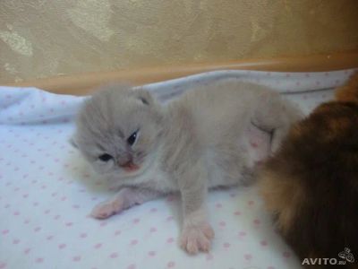 Лот: 4168408. Фото: 1. Шотландская вислоухая кошечка... Кошки, котята